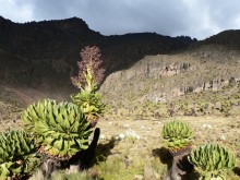 Mt Kenya - 4