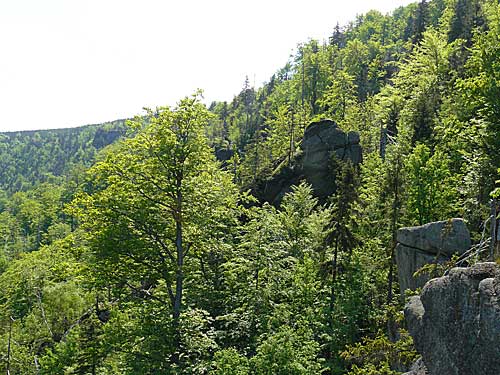 NPR Jizerskohorské bučiny - tady žijeme