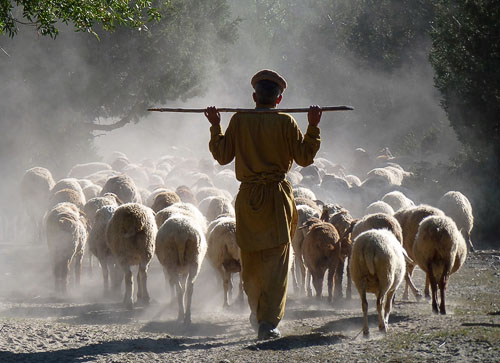 Pasáček a stádo ovcí