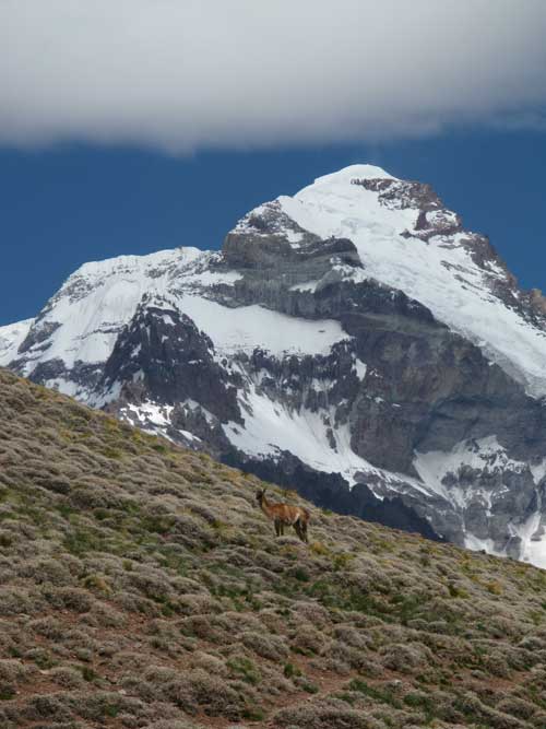 Lama a Aconcagua