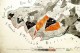 Mapa lesních porostů z okolí Kohoutího hřebene - 1880