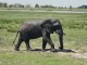 Slon chladící se blátem na Safari v Chobe, Botswana