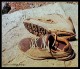 Aconcagua - speciální běžecké boty s hroty po výstupu